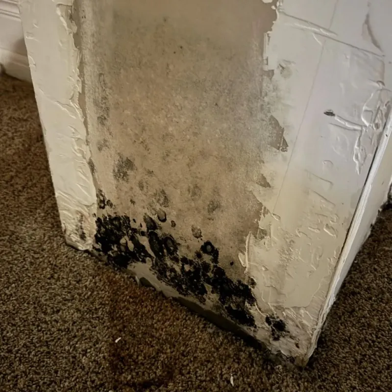 Professional Mold Removal in Ward, AR